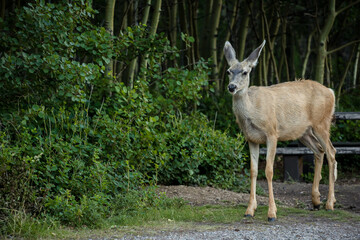 White tailed doe deer in a lush mountain forest
