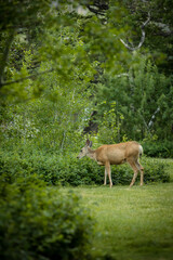 Fototapeta premium White tailed doe deer in a lush mountain forest