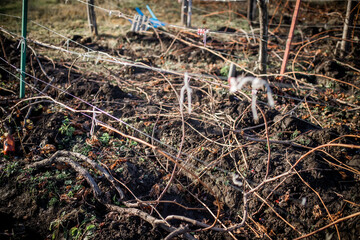 Grape vines tied to guides in the vineyard. Preparation of grapes for spring. vineyard grape training