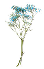 Gypsophilia branch with blue flowers on a white background, top view