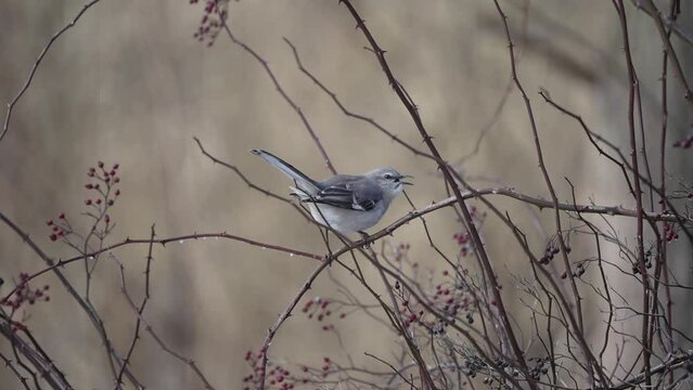 Northern Mockingbird
