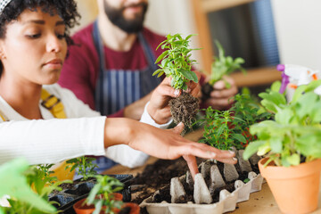 Close-up of biracial young woman with boyfriend planting small plants on table at home