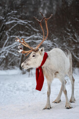 reindeer (caribou) in snowy forest, santa's reindeer, christmas helper in red scarf