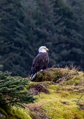 American wild bald eagle perched on cliff in Resurrection Bay in Seward, Alaska
