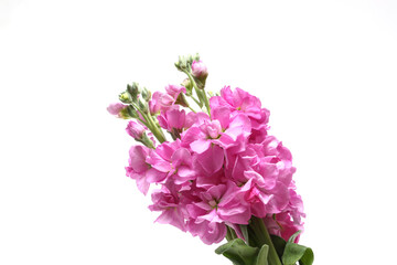 白背景のピンクのストック