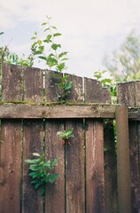 Old fence in the village 