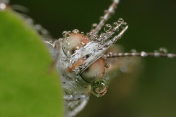 朝露とヤマトシジミ