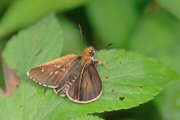 オオチャバネセセリ