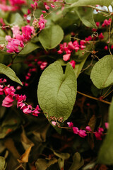 Image of flowers and plants in the home garden printed on Printed Glass Basin Splashbacks