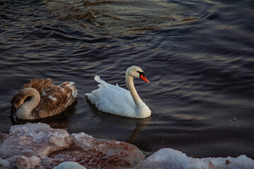 swan, bird, water, lake, animal, white, nature, wildlife, pond, swimming, mute swan, animals, beautiful, birds, swans, reflection, beak, wild, blue, beauty, feathers, grace, river, feather, duck