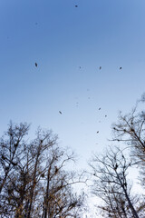 birds in the Everglades
