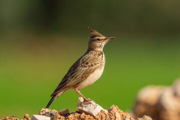 The crested lark (Galerida cristata) is a bird species belonging to the lark family.