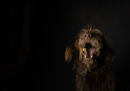 Funny photo of a brown dog catching treat on dark background in studio