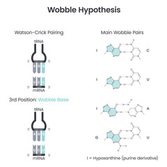 Wobble Base Pair Hypothesis scientific vector illustration diagram