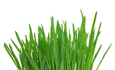 Fototapeta na wymiar Green grass with dew isolated on transparent background