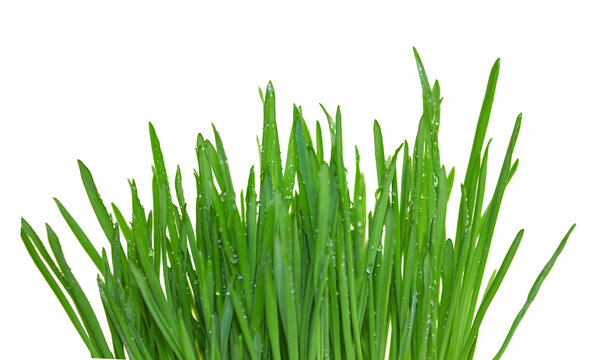 Green grass with dew isolated on transparent background