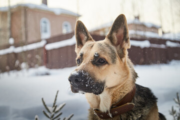 Dog German Shepherd outdoors in a winter day. Russian guard dog Eastern European Shepherd in village in cold time with snow