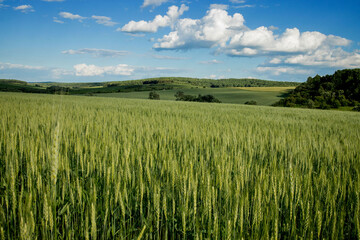 Green wheat field against the background of hot summer sun and blue sky with white clouds. Beautiful summer landscape