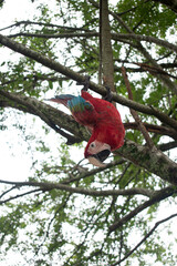 macaw in the jungle