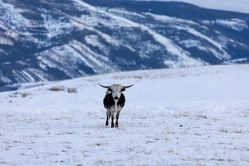 Longhorn Cattle on Snowy Ranch