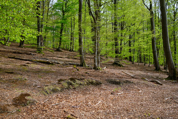 Naturschutzgebiet Rohrberg im Naturpark Spessart, Landkreis Aschaffenburg, Unterfranken, Franken, Bayern, Deutschland