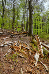 Naturschutzgebiet Rohrberg im Naturpark Spessart, Landkreis Aschaffenburg, Unterfranken, Franken, Bayern, Deutschland