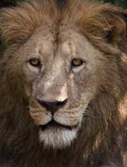 Majestic Lion in Ngorongoro