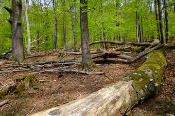 Naturschutzgebiet Rohrberg im Naturpark Spessart, Landkreis Aschaffenburg, Unterfranken, Franken, Bayern, Deutschland