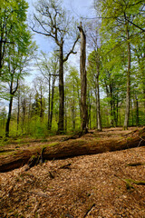 Naturschutzgebiet Rohrberg im Naturpark Spessart, Landkreis Aschaffenburg, Unterfranken, Franken, Bayern, Deutschland