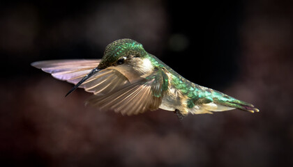 hummingbird in flight © Curtis