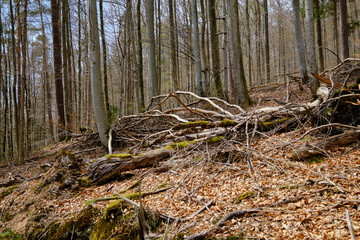 Naturschutzgebiet Metzger im Naturpark Spessart, Landkreis Aschaffenburg, Unterfranken, Franken, Bayern, Deutschland