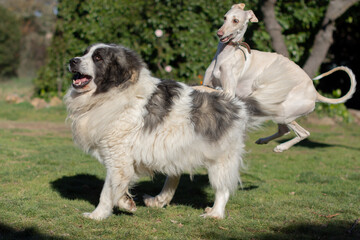 Two dogs playing very funny in nature