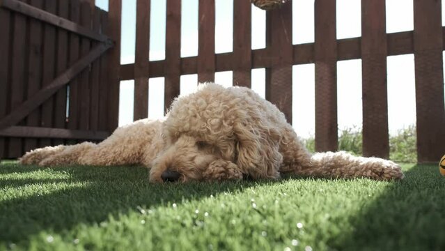 Cockapoo dog lying in garden on sunny day