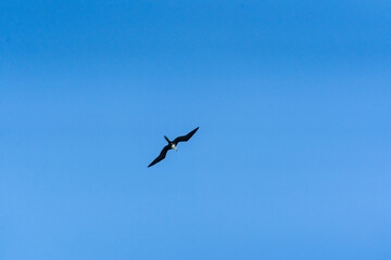 Fototapeta premium Frigatebird over Caribbean Sea, Tulum, Quintana Roo, Mexico.