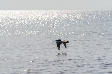 A large pelican flies low over the water in search of food. The coastline of Tulum in Mexico.