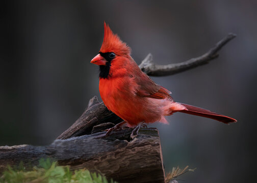 red male cardinal on branch