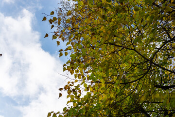 Linden leaves in autumn, bottom view