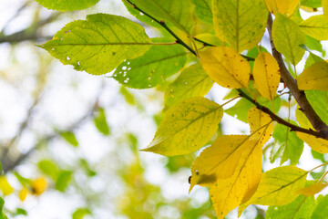 Yellowing leaves in early autumn in the garden.