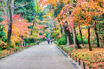 京都、下鴨神社糺の森