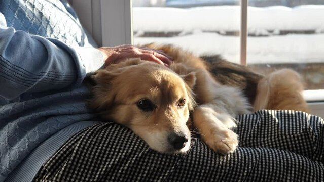 A cute dog sleeps next to his mistress. The concept of lonely old age and friendship with animals.