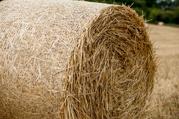 Close-up of hay bale on field in sunny summer day.