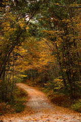 Fall Foliage roads in Arcadia State Management Area of Rhode Island