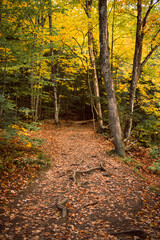 Fall Foliage trail in Stowe, Vermont
