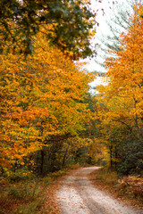 Fototapeta premium Fall Foliage roads in Arcadia State Management Area of Rhode Island