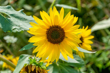 Obraz premium Sunflowers Growing In The Garden In Summer