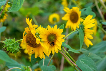 Sunflowers Growing In The Garden In Summer