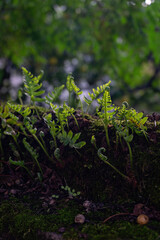 Young fern sprouts sprouted among the moss