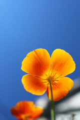 Fototapeta na wymiar Beautiful yellow orange flower on a blue sky background