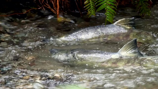 Two male chum salmon fighting in a redd