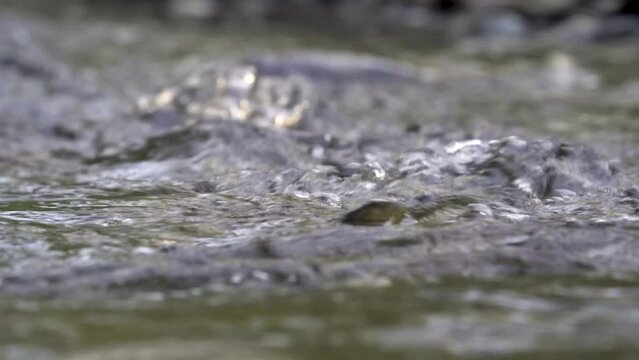 Pacific chum salmon swimming upstream to spawn in Seattle